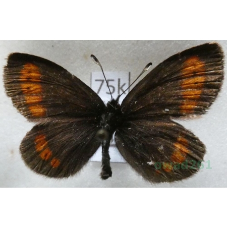 Erebia pharte (Hübner, 1804) male Górówka farte Czech75k